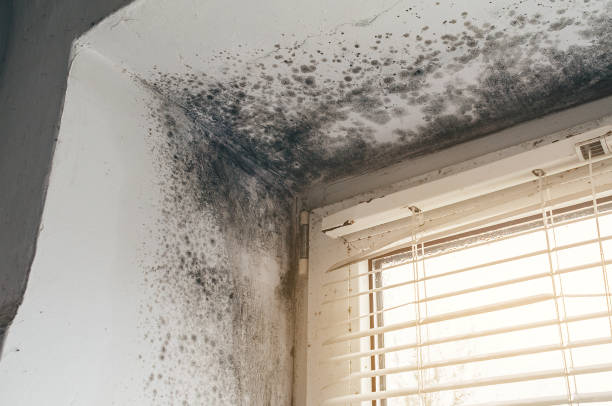 Affordable Mold Inspection And Testing solutions in Carrsville, VA